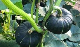 网红吃瓜地址,一场视觉与味蕾的双重盛宴