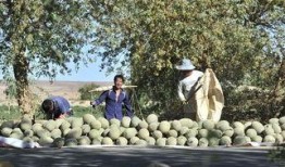 大漠瓜客免费吃瓜视频,揭秘沙漠中的甜蜜诱惑